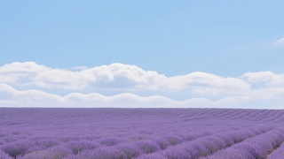 古诗《水调歌头》加拼音及指导怎样有感情地朗