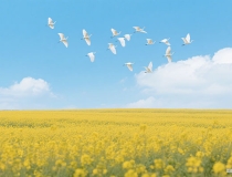 古诗词夫妻盼望能团圆(祝福夫妻生活美满的诗词