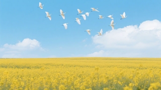 古诗词夫妻盼望能团圆(祝福夫妻生活美满的诗词