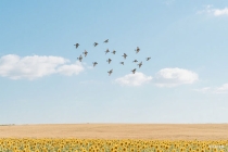 爱情随缘古诗名句？