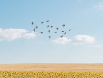 爱情随缘古诗名句？