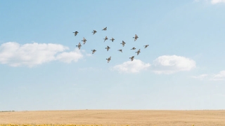 爱情随缘古诗名句？