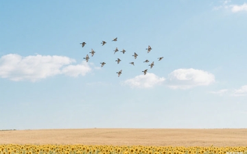 爱情随缘古诗名句？