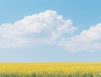 爱情如花的古诗？