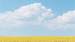 爱情如花的古诗？